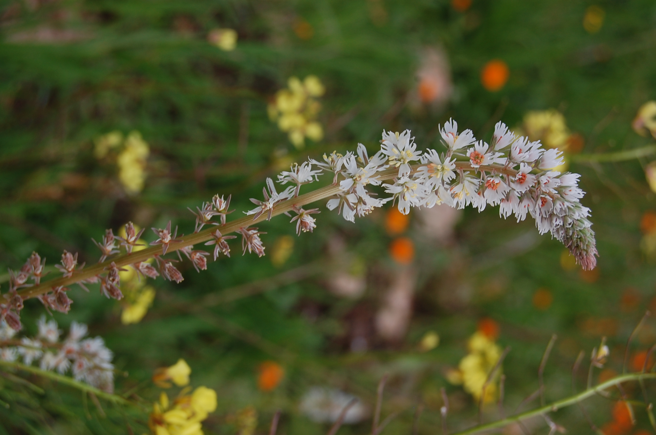 White Upright Mignonette photo 5