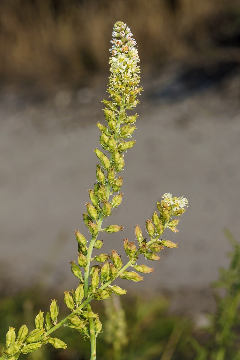 White Upright Mignonette photo 2
