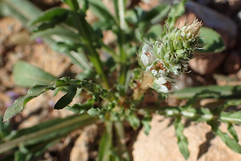 White Upright Mignonette photo 3