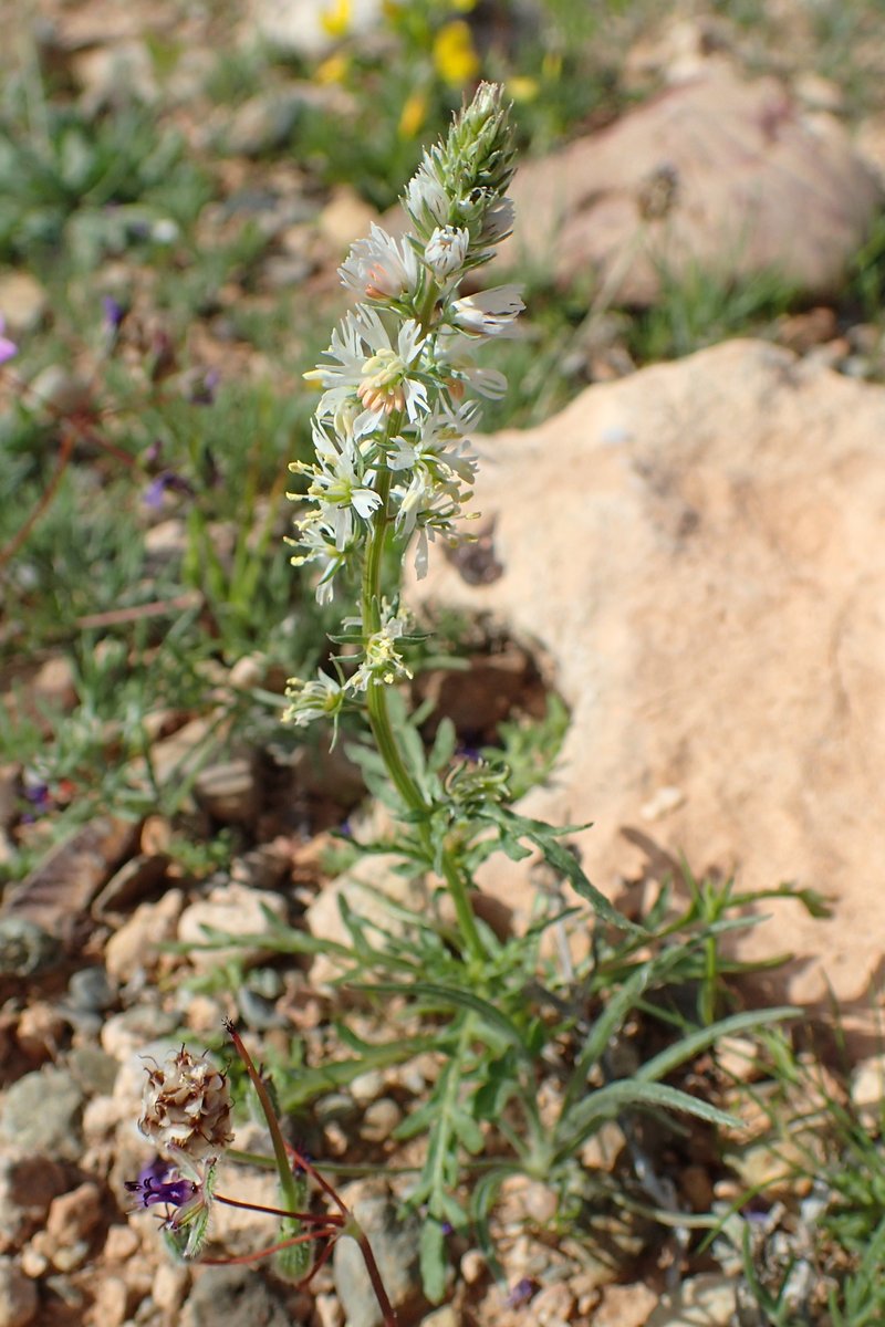 White Upright Mignonette photo 6