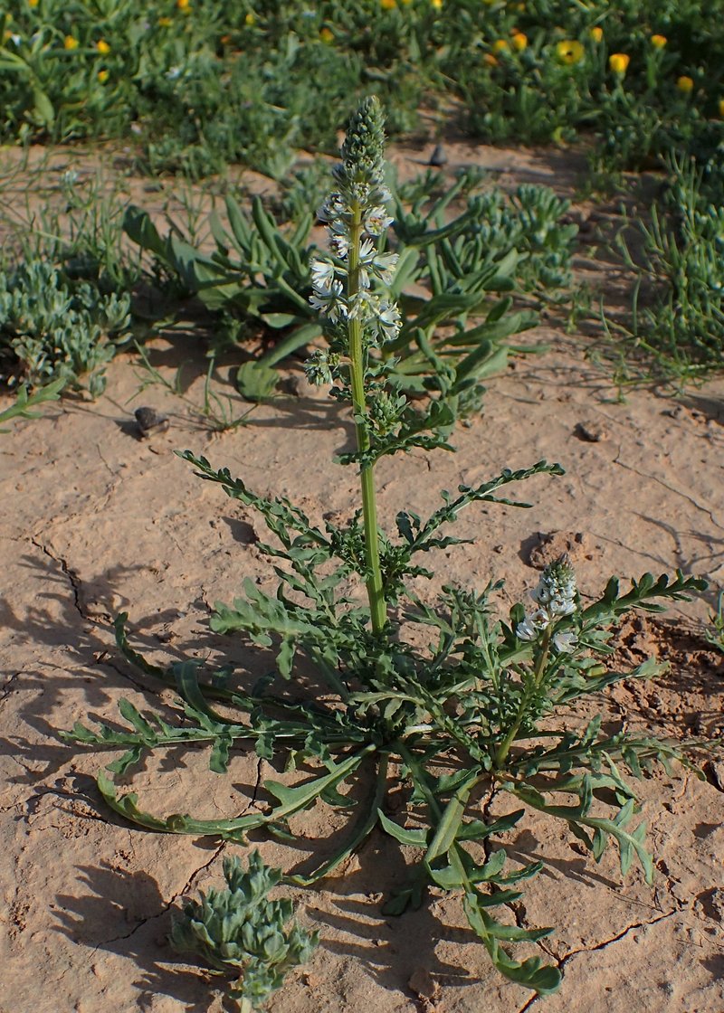 White Upright Mignonette photo 7