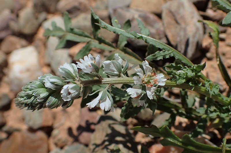 White Upright Mignonette photo 8