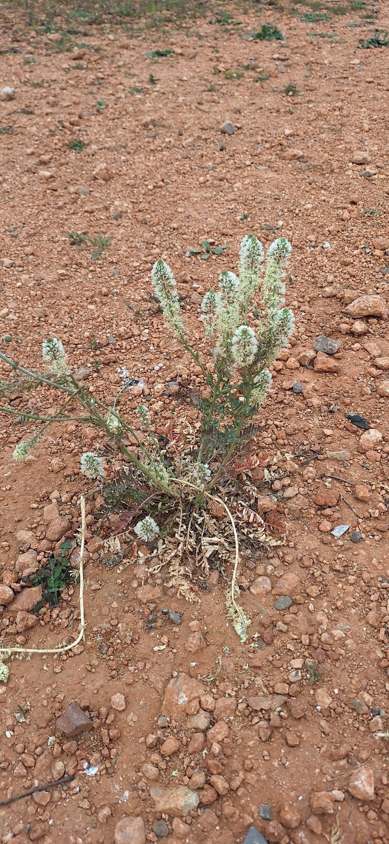 Reseda alba subsp. alba