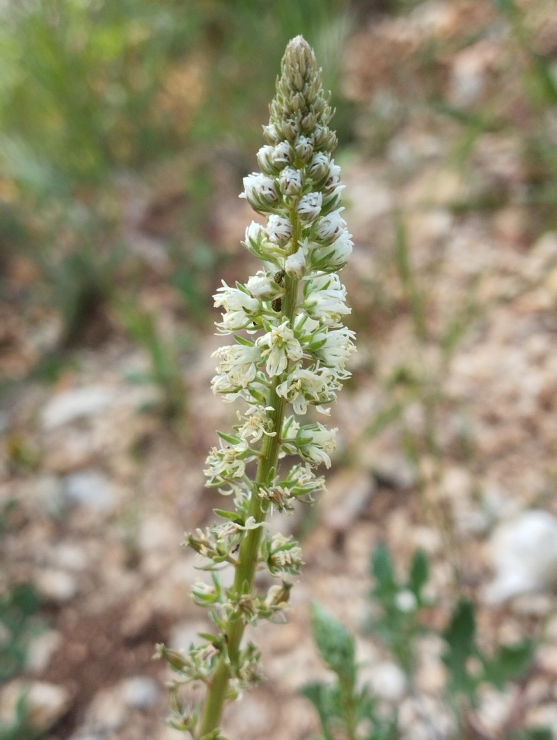 Reseda alba subsp. alba photo 2