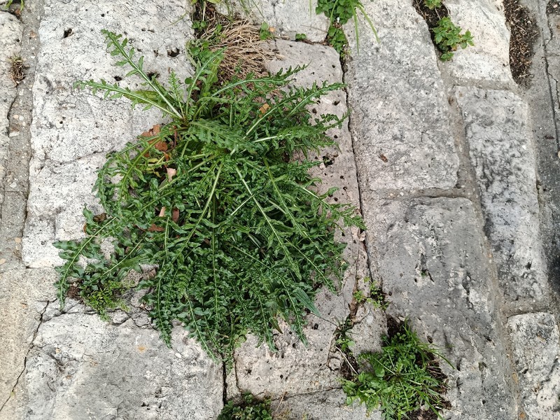 Reseda alba subsp. alba photo 3
