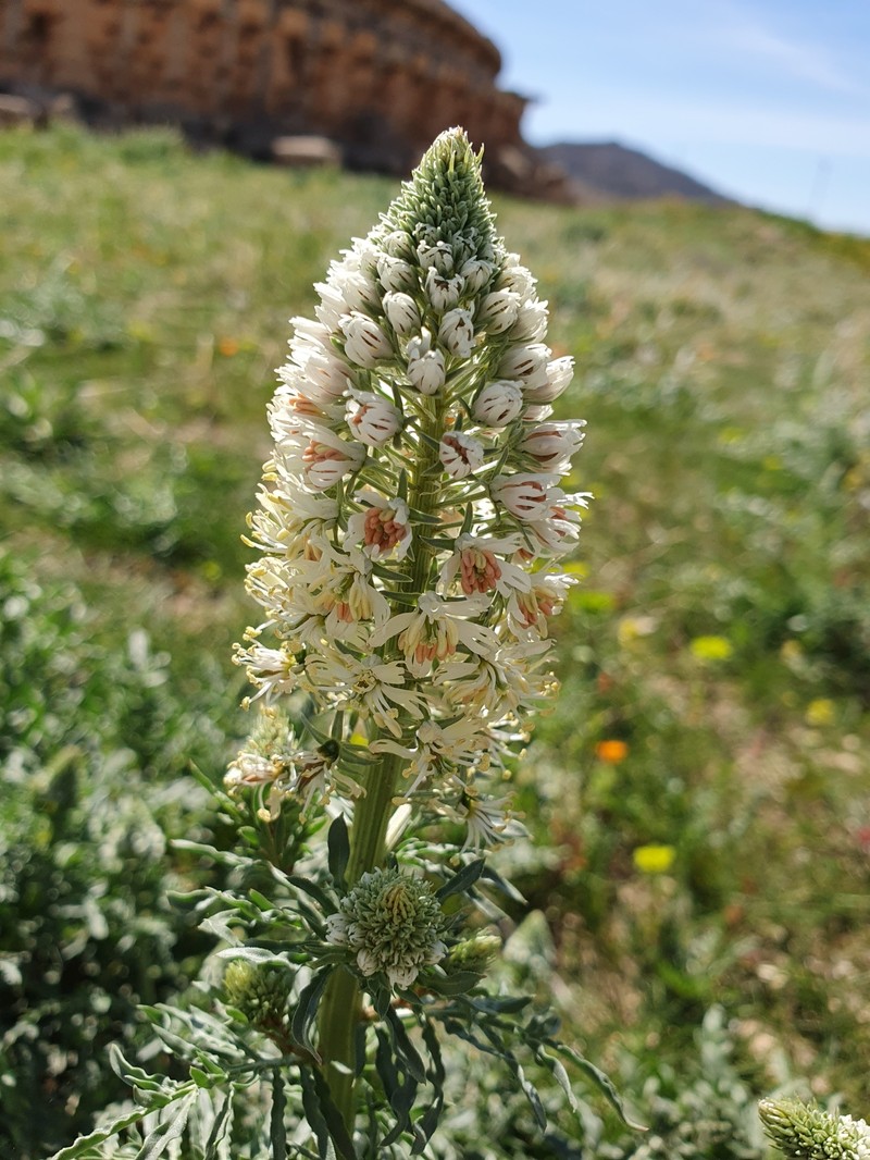 Reseda alba subsp. alba photo 4