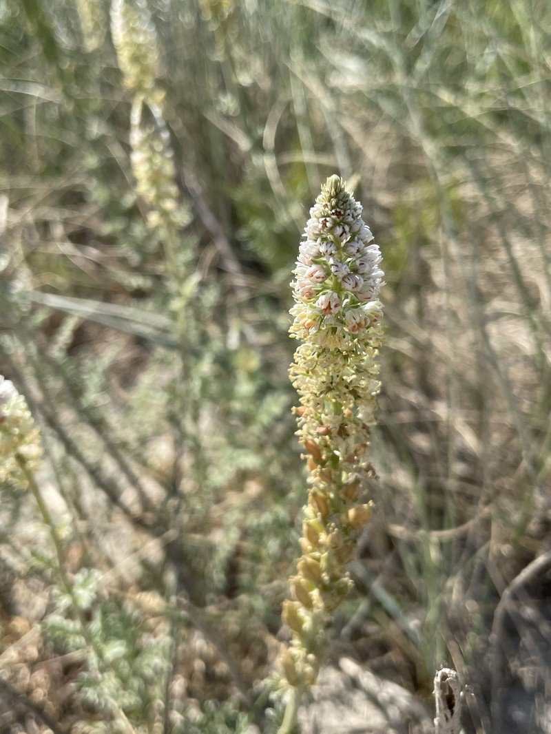 Reseda alba subsp. hookeri