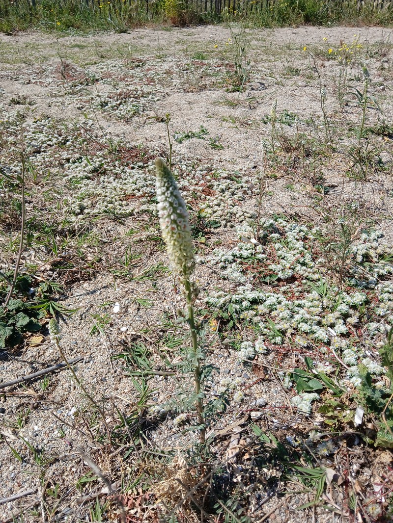 Reseda alba subsp. hookeri photo 2