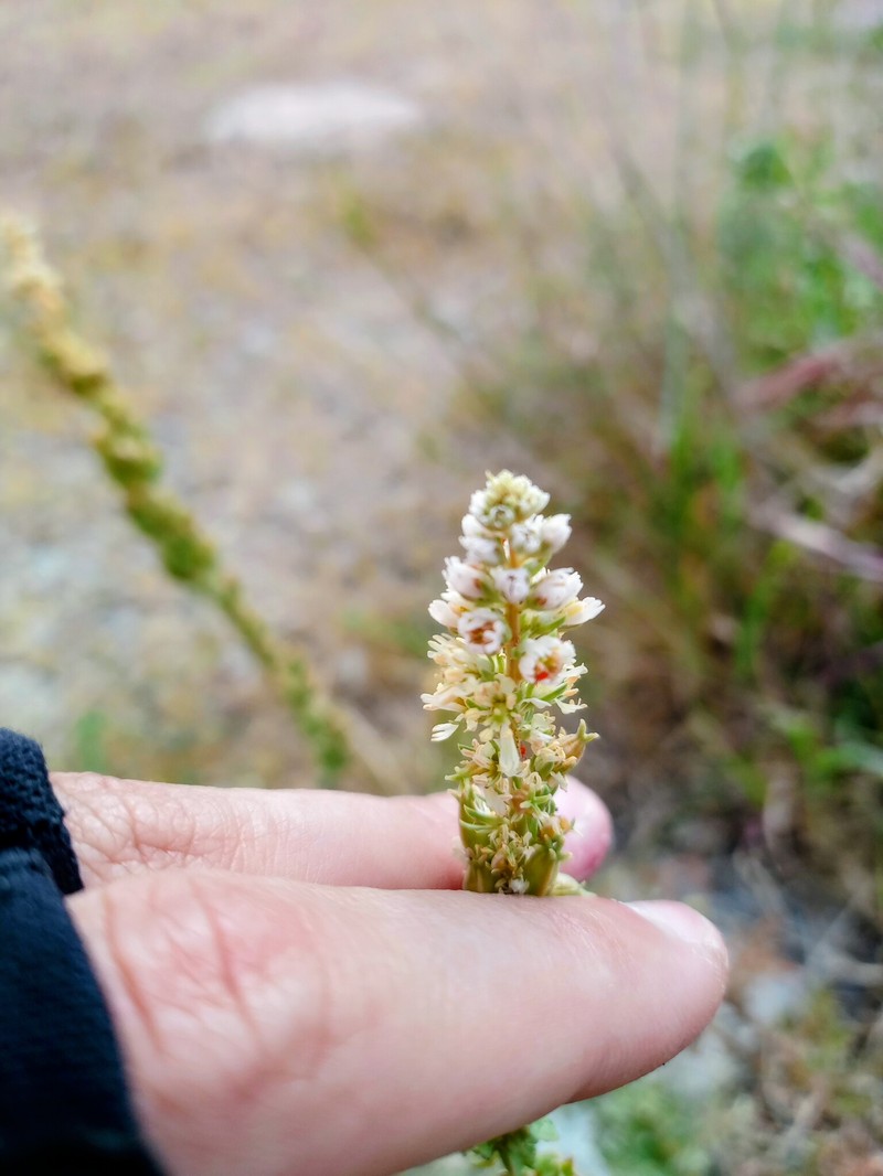 Reseda alba subsp. hookeri photo 3
