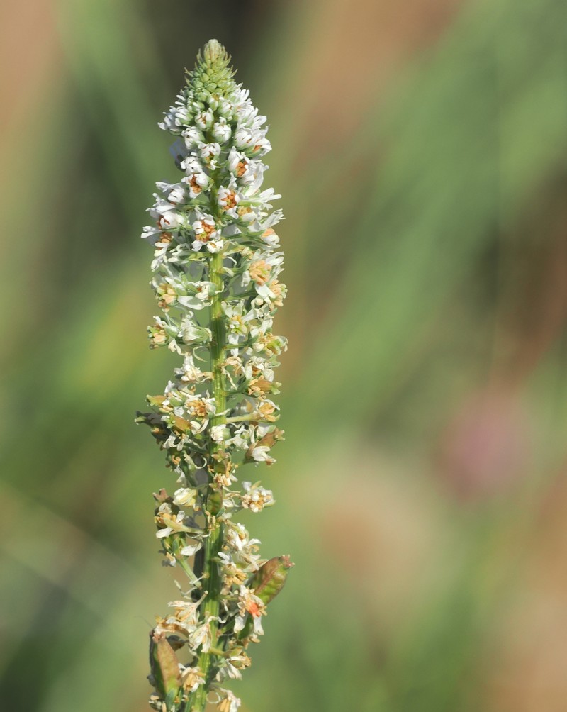 Reseda alba subsp. hookeri photo 4
