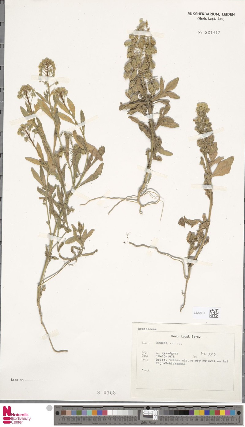 Reseda alba subsp. tricuspis