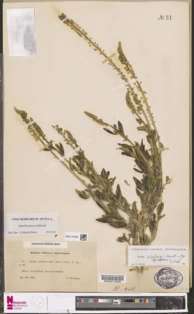 Reseda alphonsi subsp. alphonsi