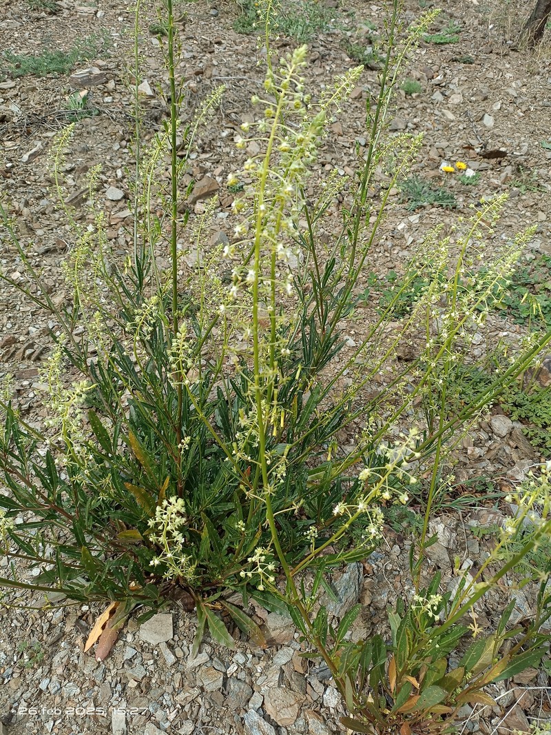 Reseda lanceolata subsp. lanceolata