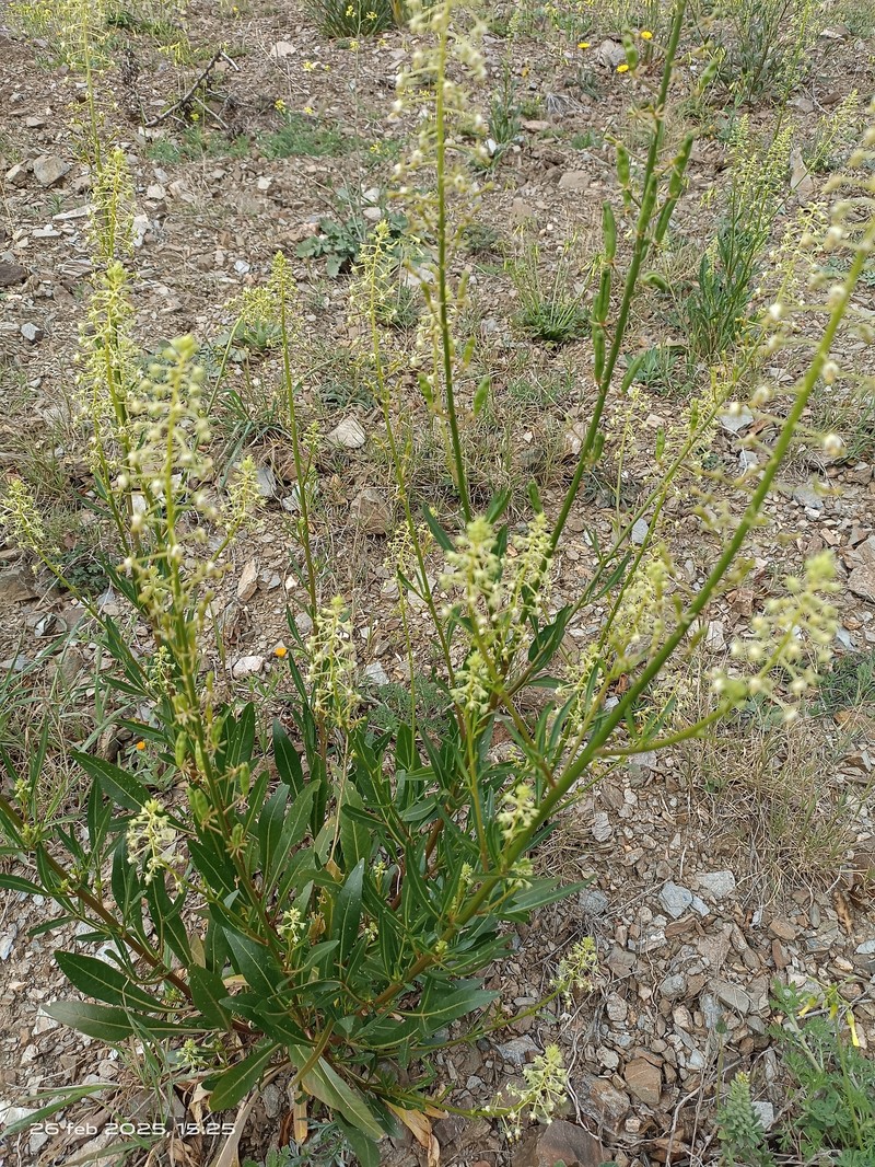 Reseda lanceolata subsp. lanceolata photo 2