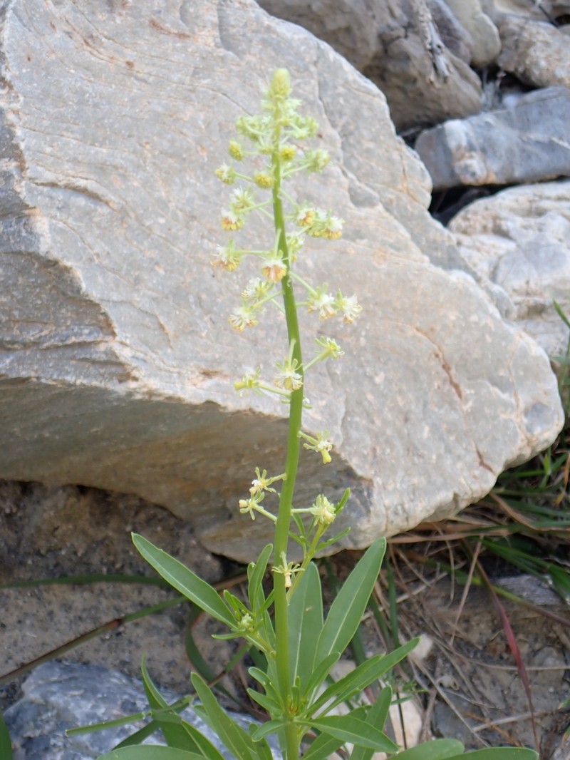 Reseda lanceolata subsp. lanceolata photo 3
