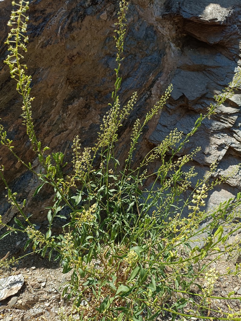 Reseda lanceolata subsp. lanceolata photo 4