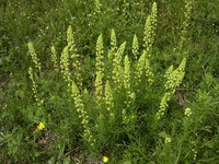 Yellow Mignonette