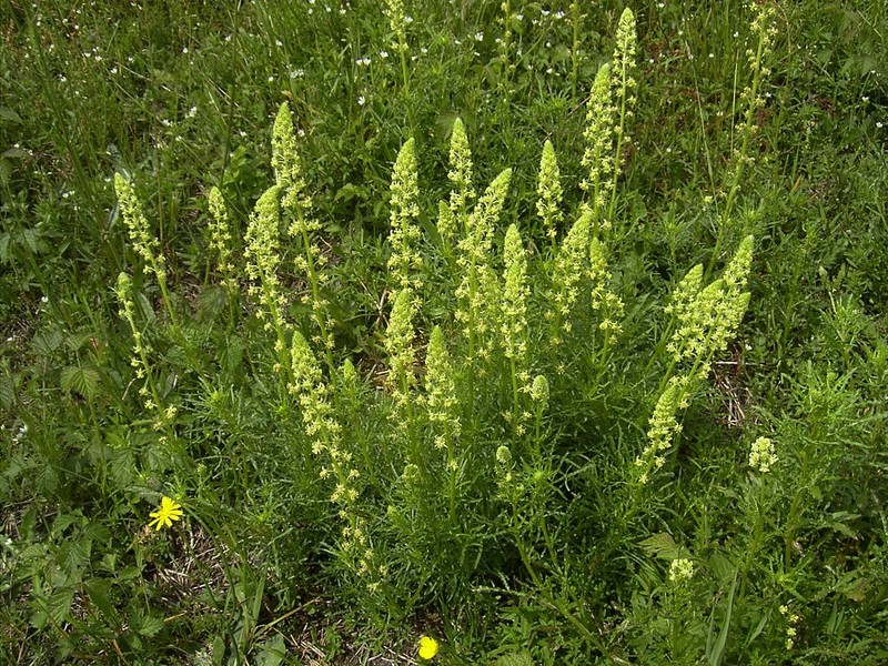 Yellow Mignonette