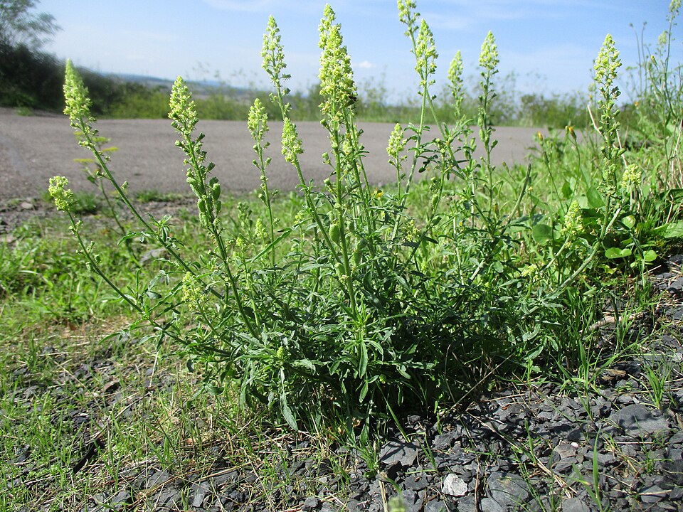 Yellow Mignonette photo 5