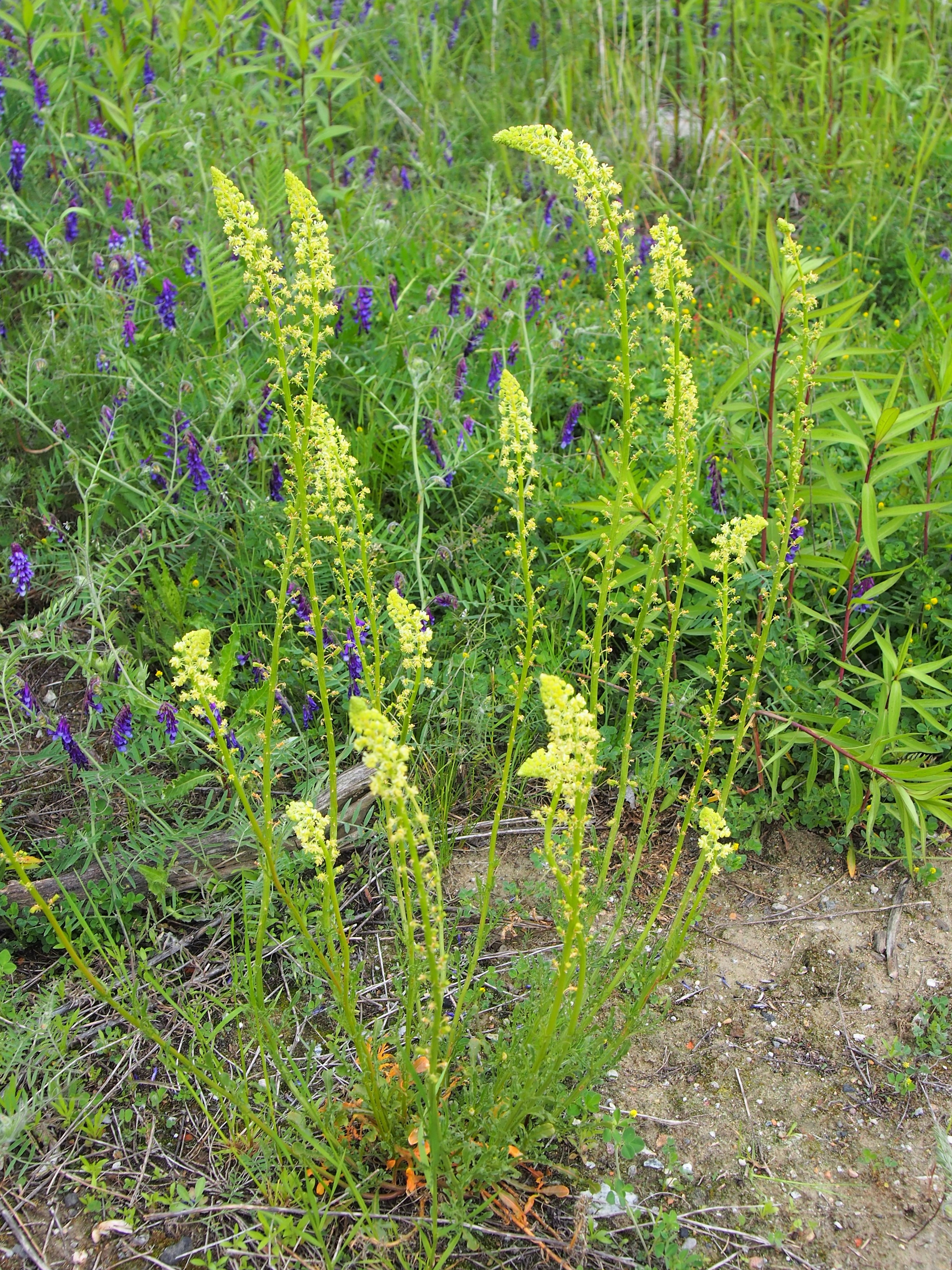 Yellow Mignonette photo 6