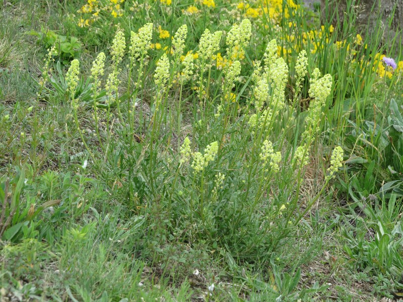 Yellow Mignonette photo 2