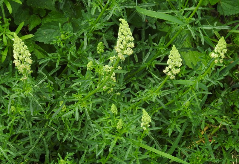 Yellow Mignonette photo 4