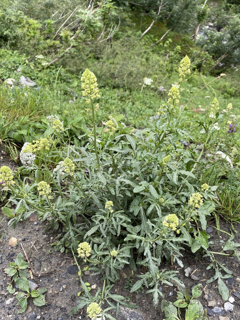 Yellow Mignonette photo 7