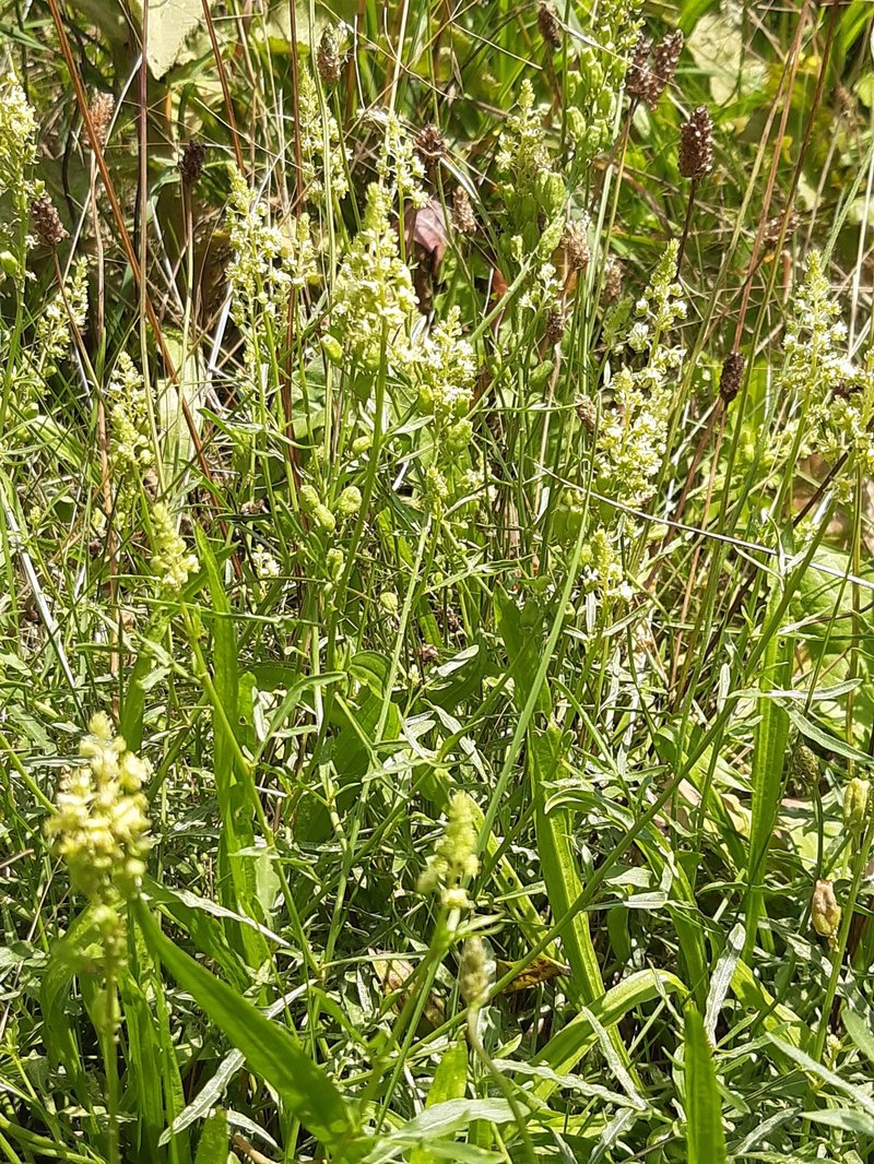 Yellow Mignonette photo 8