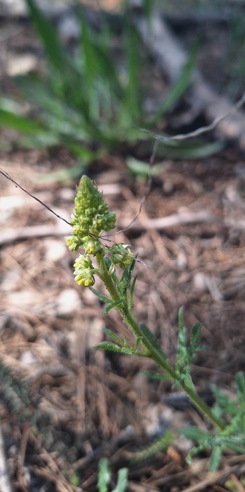 Reseda lutea subsp. lutea