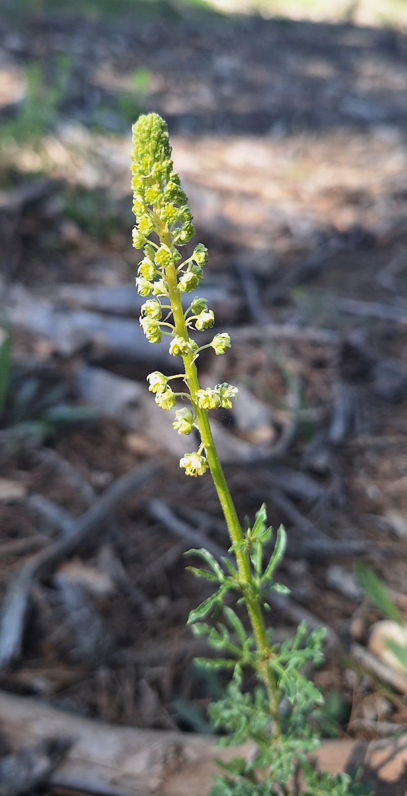 Reseda lutea subsp. lutea photo 2