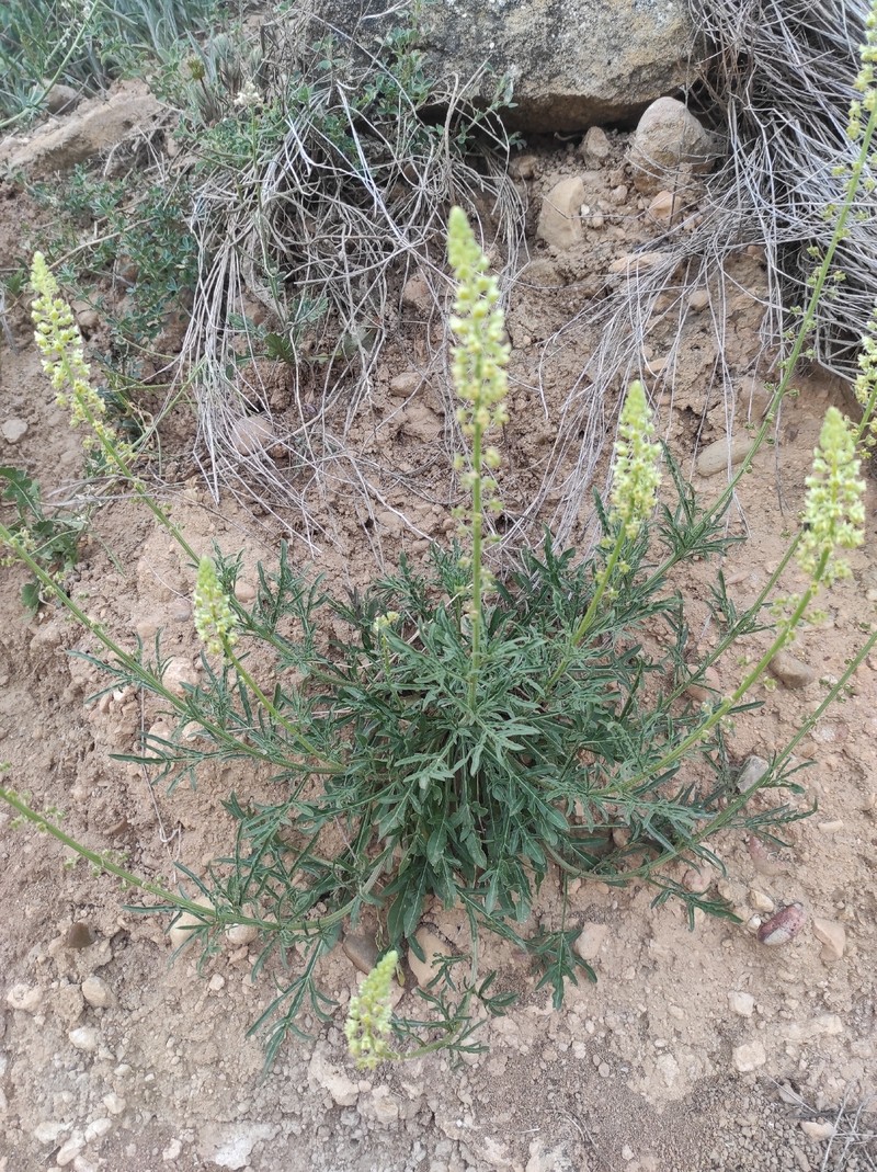 Reseda lutea subsp. lutea photo 3