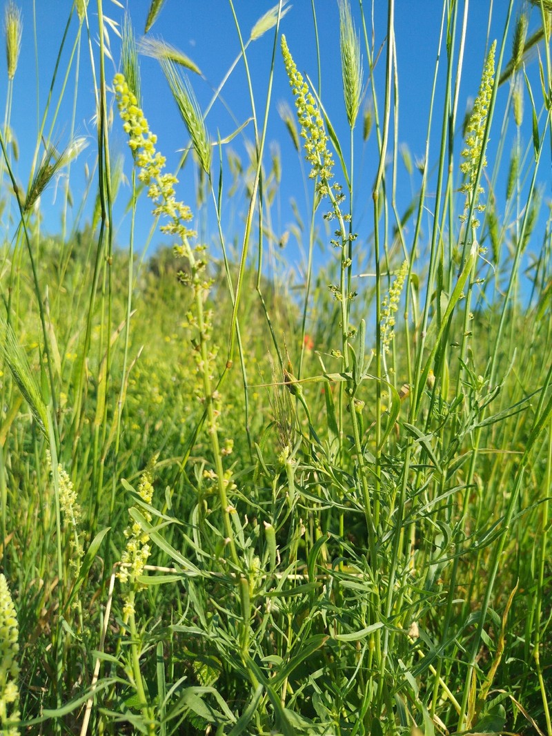Reseda lutea subsp. lutea photo 4