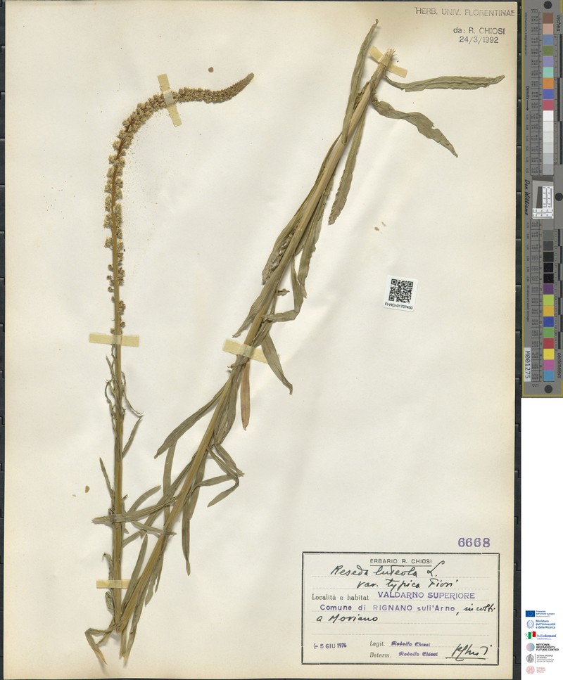 Reseda luteola subsp. luteola