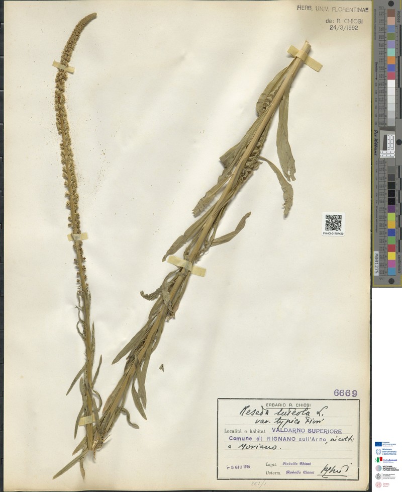 Reseda luteola subsp. luteola photo 2
