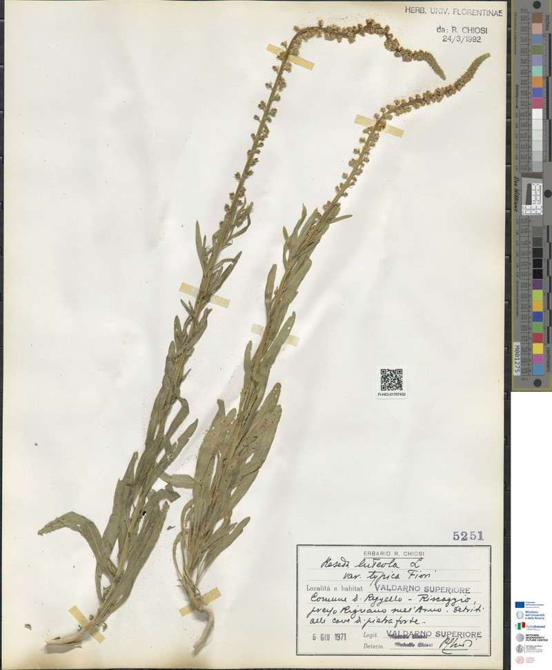 Reseda luteola subsp. luteola photo 3