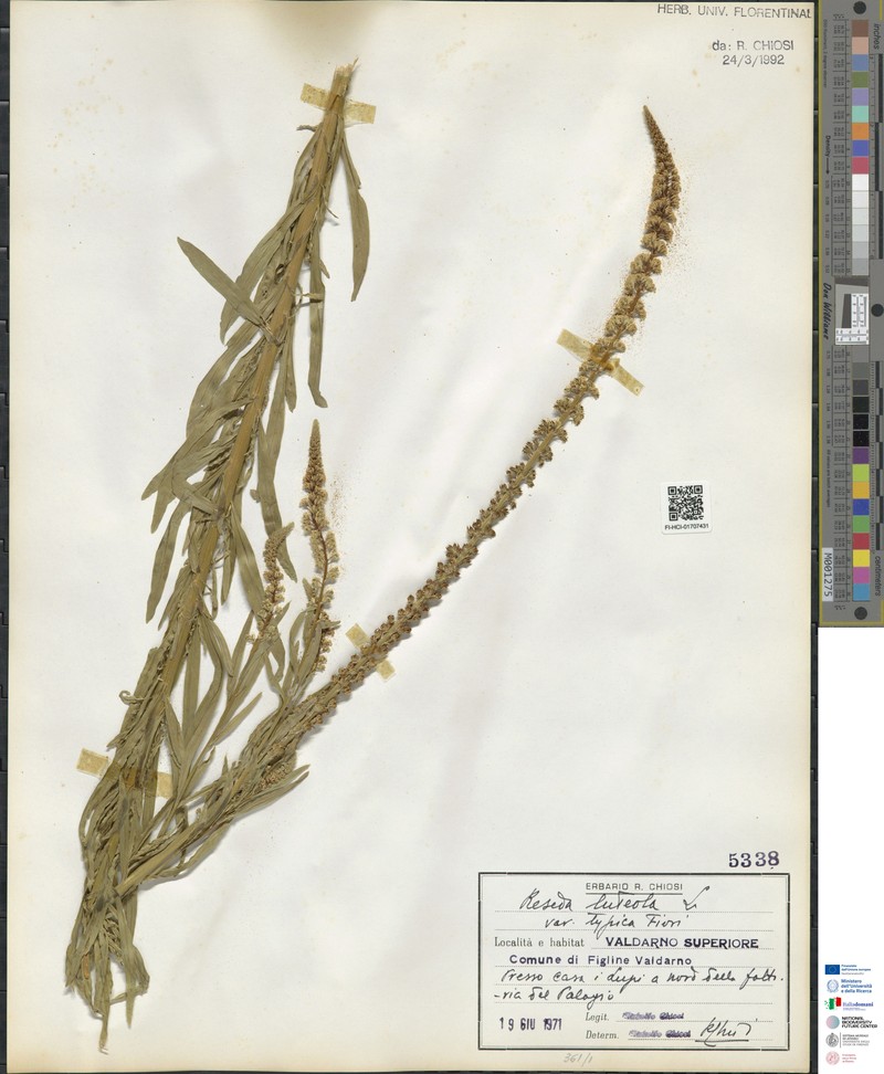 Reseda luteola subsp. luteola photo 4