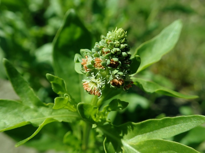 Garden Mignonette photo 5