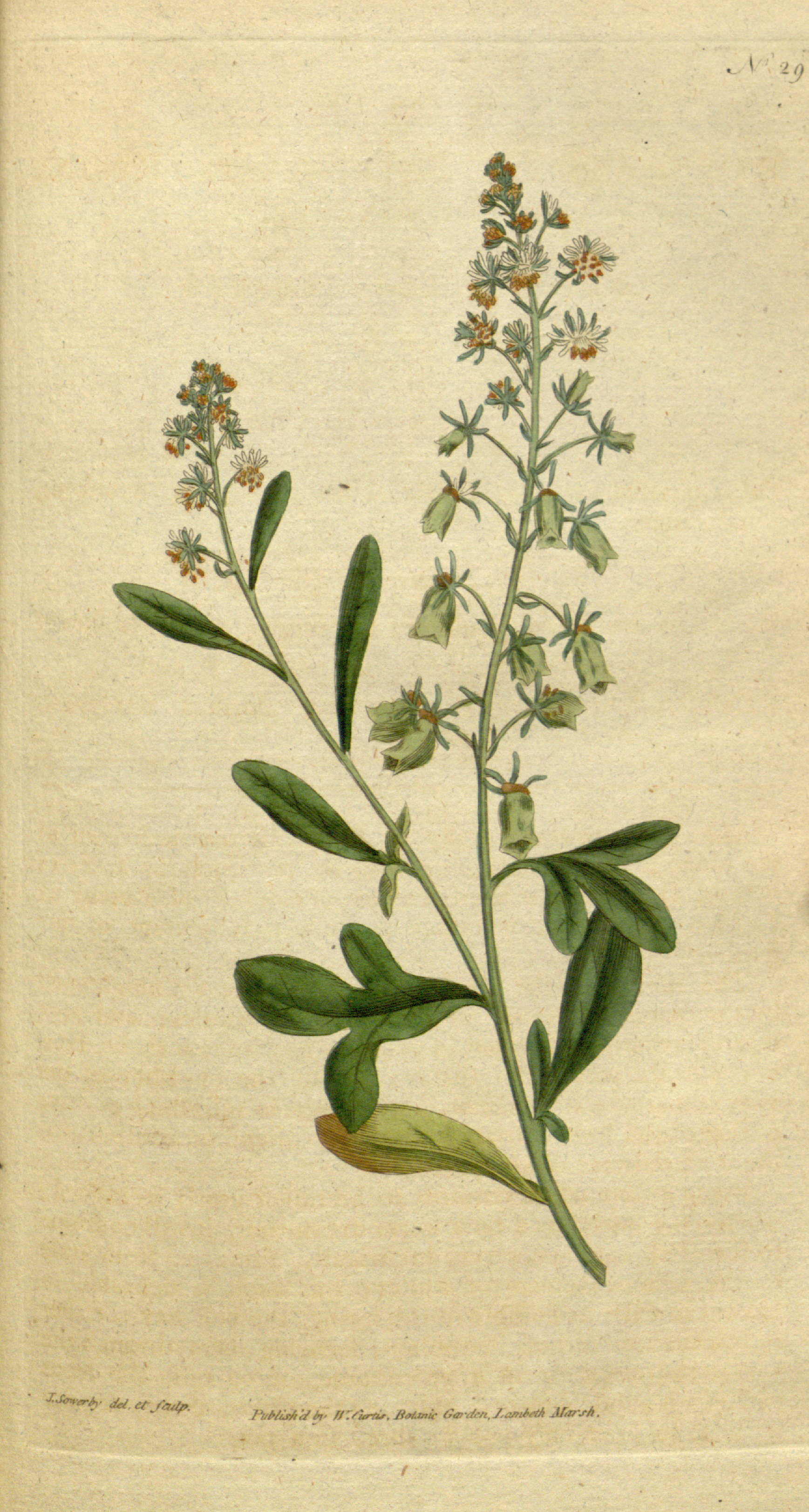 Garden Mignonette