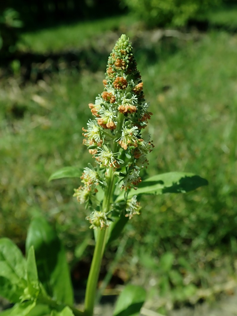 Garden Mignonette photo 2