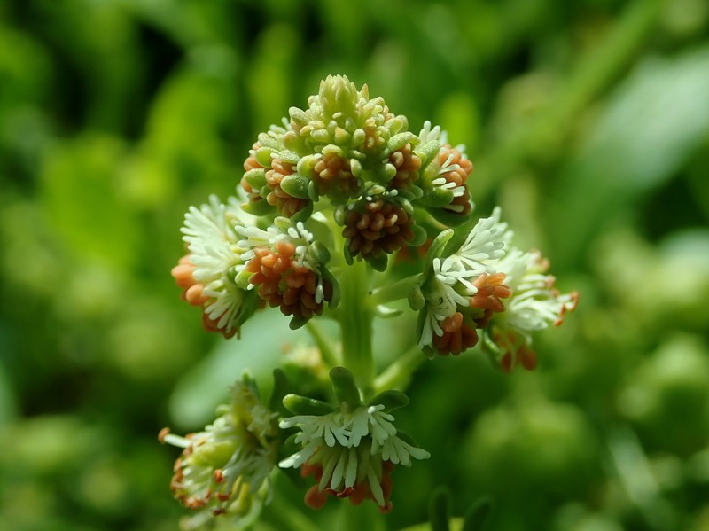 Garden Mignonette photo 4