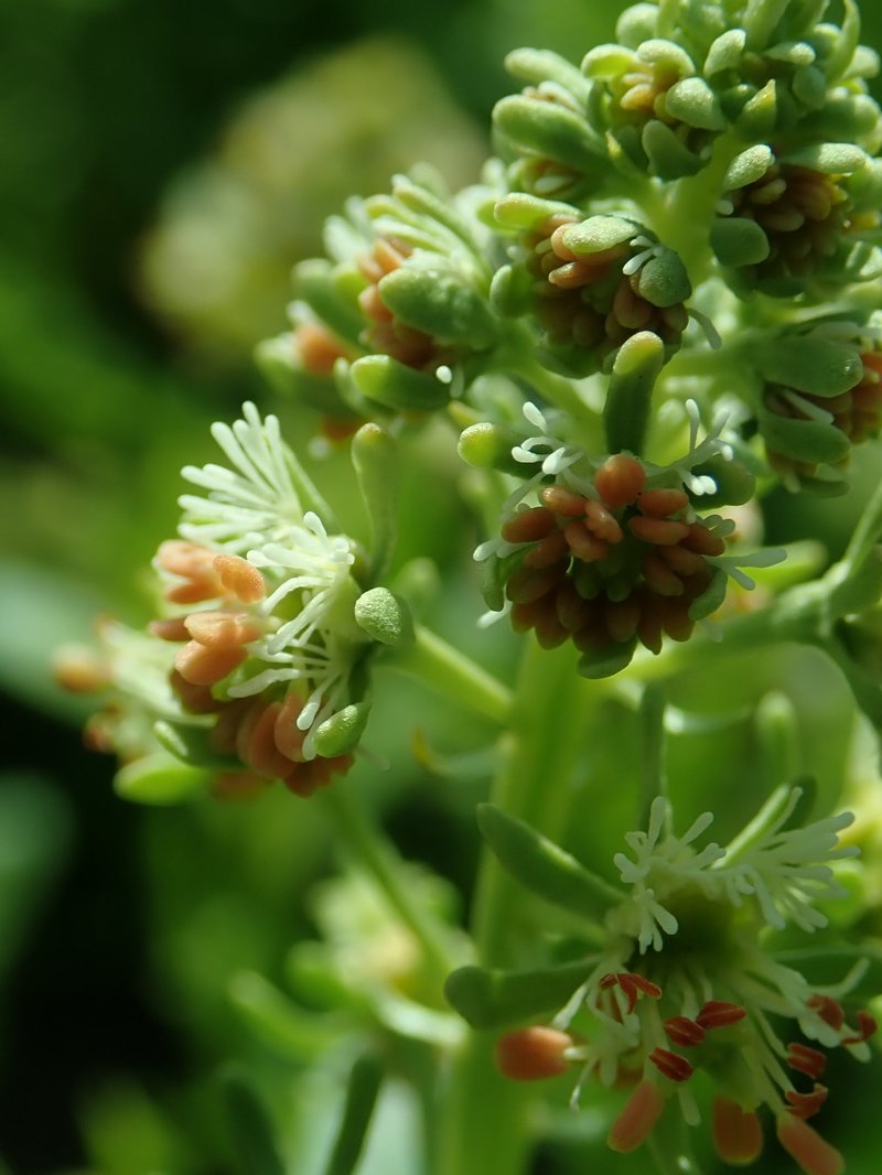 Garden Mignonette photo 6