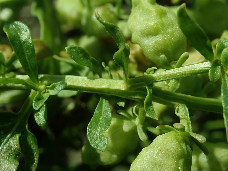 Garden Mignonette photo 7