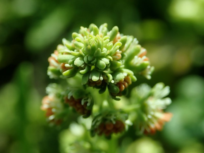 Garden Mignonette photo 8