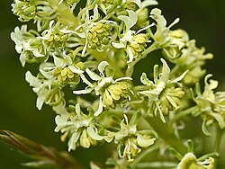 Rampion Mignonette