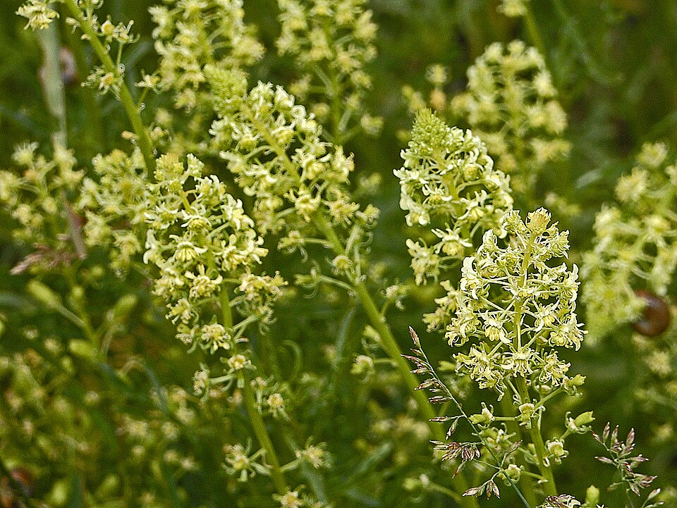 Rampion Mignonette photo 5