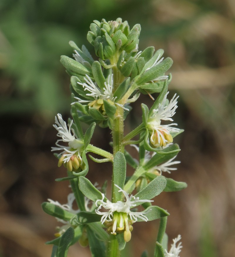 Rampion Mignonette photo 2