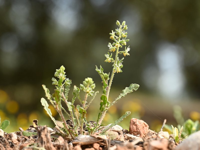 Rampion Mignonette photo 8