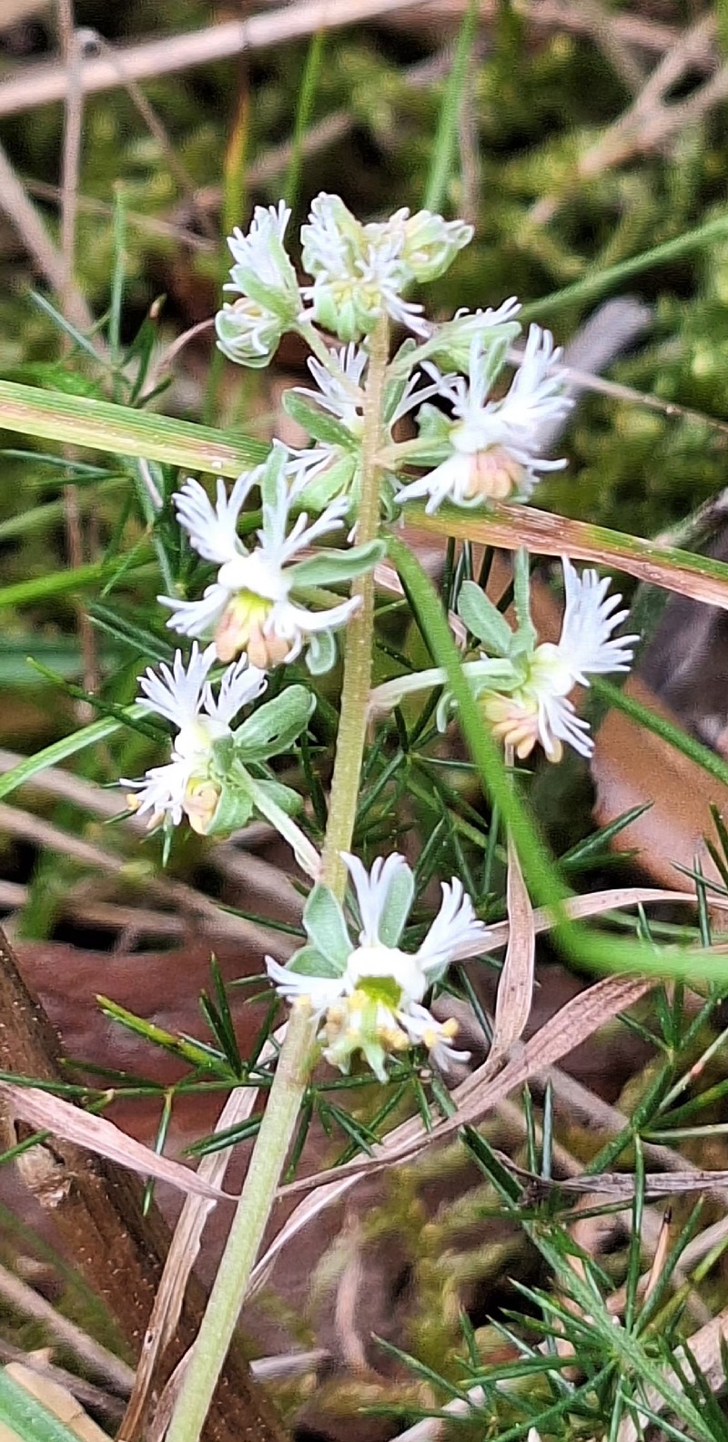 Reseda phyteuma subsp. phyteuma