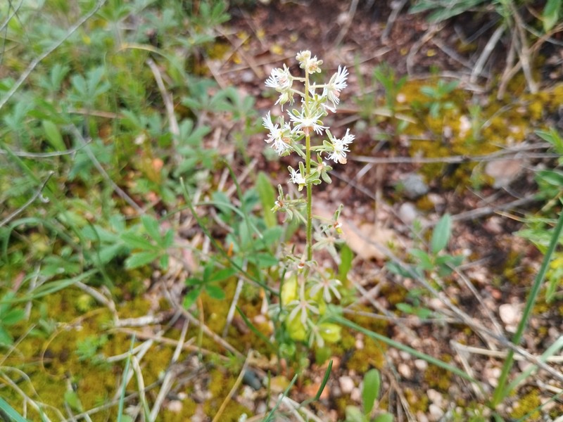 Reseda phyteuma subsp. phyteuma photo 2