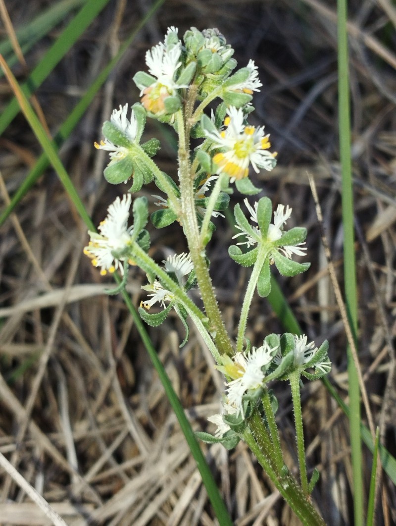 Reseda phyteuma subsp. phyteuma photo 3